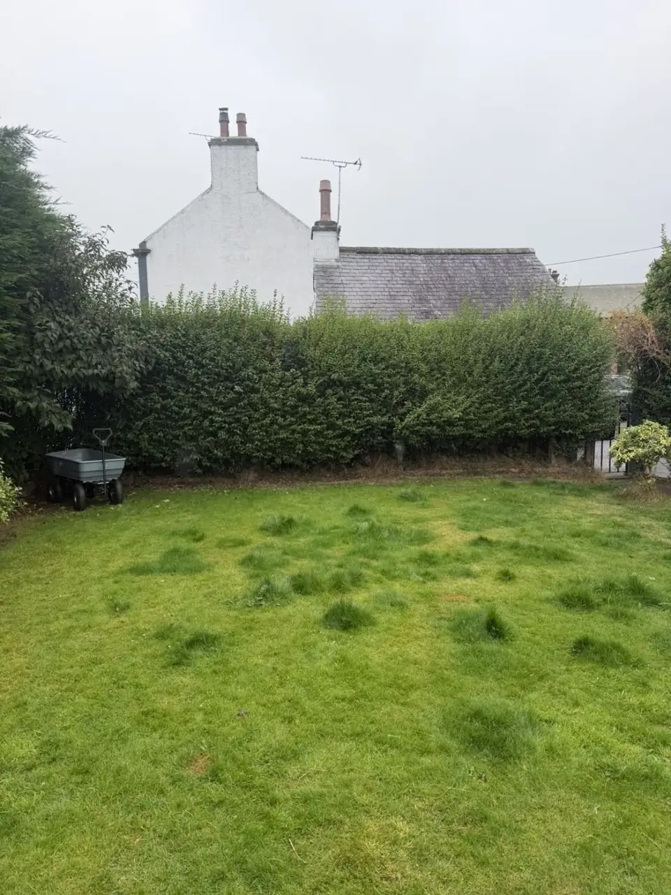 Shaggy lawn and untrimmed hedge before garden maintenance in Lochmaben